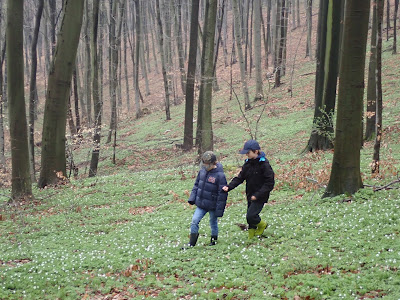 grzyby 2019, grzyby w kwietniu, grzyby wiosenne, uszak bzowy, twardnica bulwiasta, kisielnica kędzierzawa, kisielnica trzoneczkowata