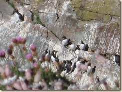 Guillemots  3 May 008