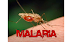 Malaria Kills 300,000 Nigerians Each Year - United States Embassy