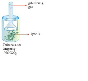 Siahaan_pesta: soal semester untuk kelas 8