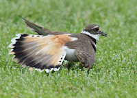 Killdeer faking injury, by Andy Reago and Chrissy McClarren