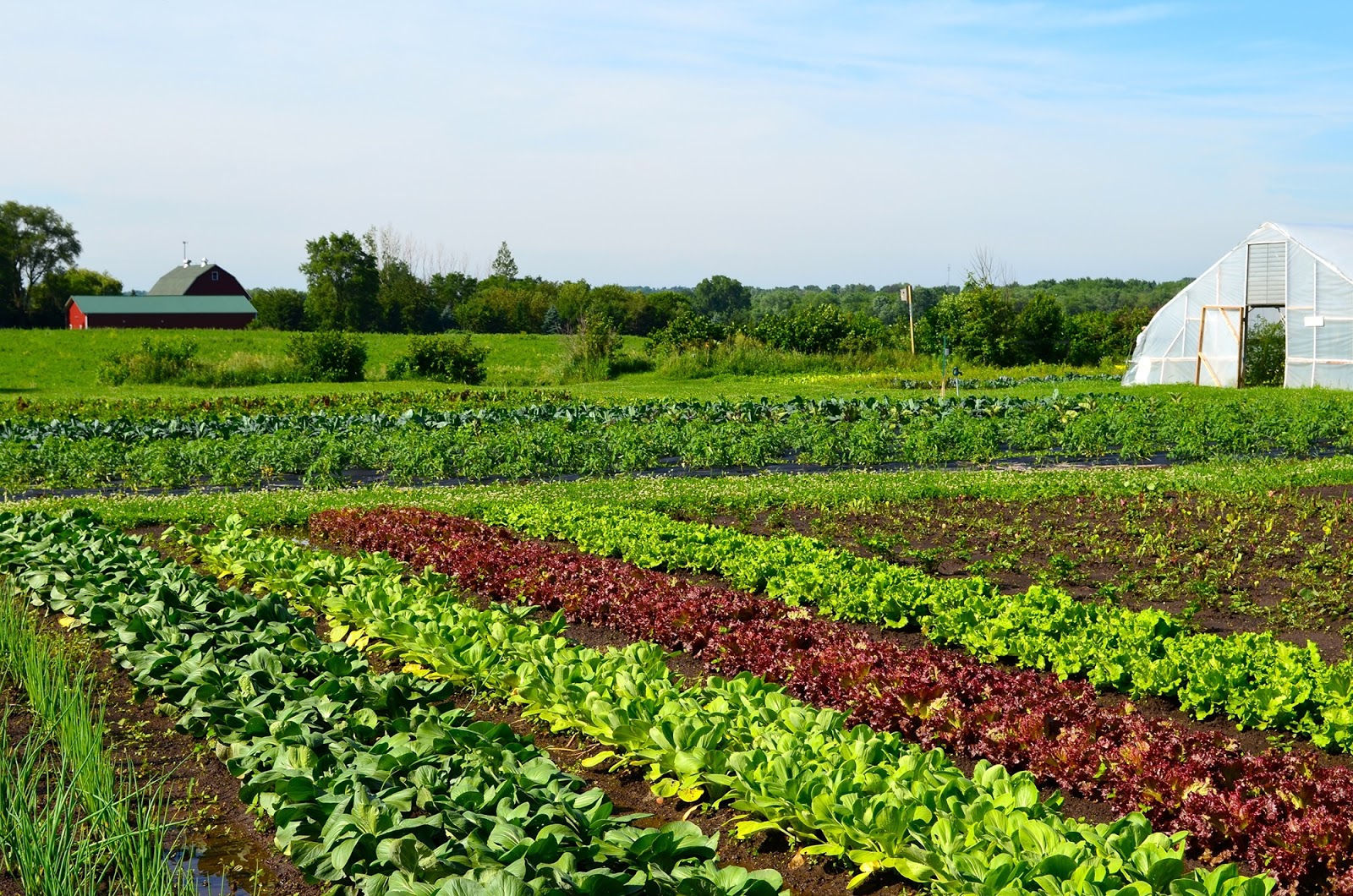  Pertanian  Organik Sebagai masa depan pertanian  farmingcenter