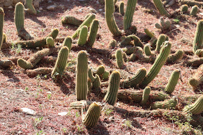 cactus del norte argentino