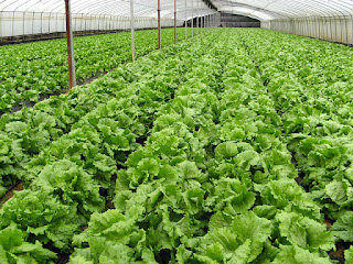 organic vegetable farm