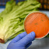 Listeria outbreak What to know and how to protect yourself