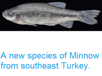 http://sciencythoughts.blogspot.co.uk/2014/06/a-new-species-of-minnow-from-southeast.html