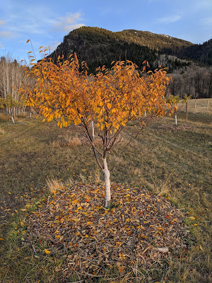 Leaves Falling from a Sour Cherry Tree - Abscission