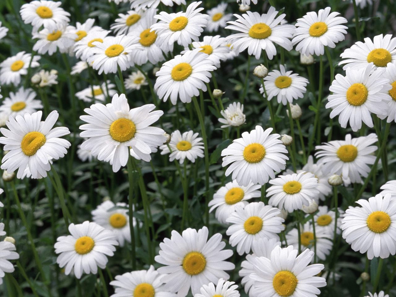 Daisy Flower Wallpaper