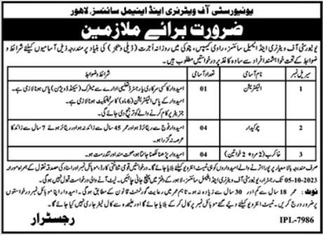 University of Veterinary and Animal Sciences UVAS Labor Jobs In Lahore 2023