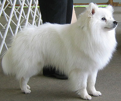 Dog Pictures Online: Canadian Eskimo Dog Breed Pictures