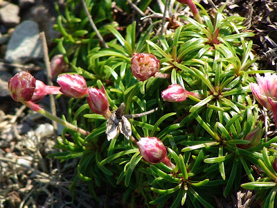 Thrift (Ameria maritima)