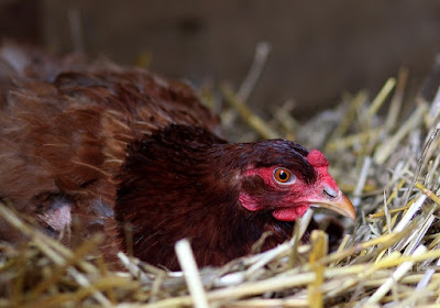 Broody hen on straw nest in coop