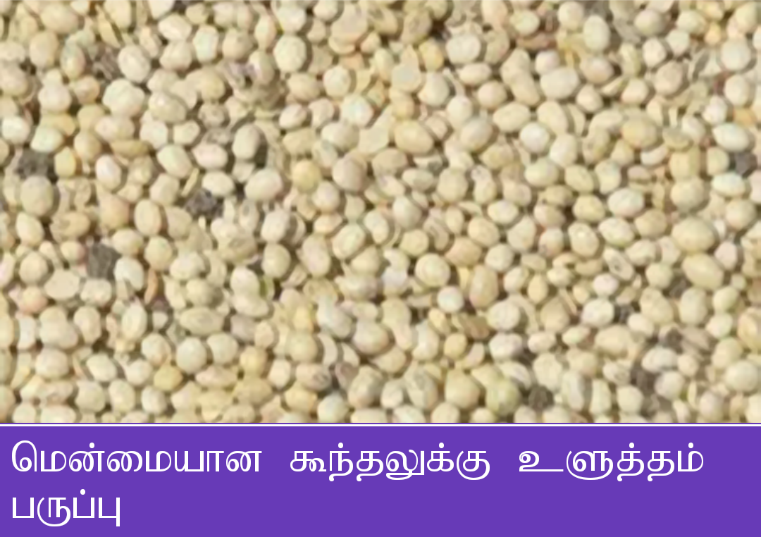 மென்மையான கூந்தலுக்கு உளுத்தம் பருப்பு