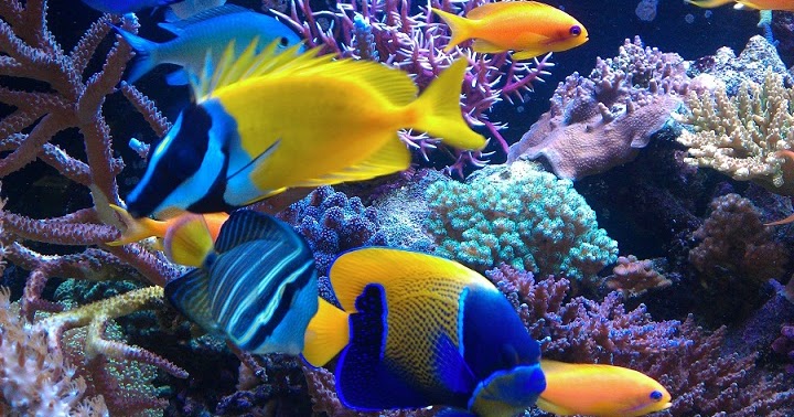  Apakah  Ikan  Bisa Mendengar Suara suara di Sekelilingnya 