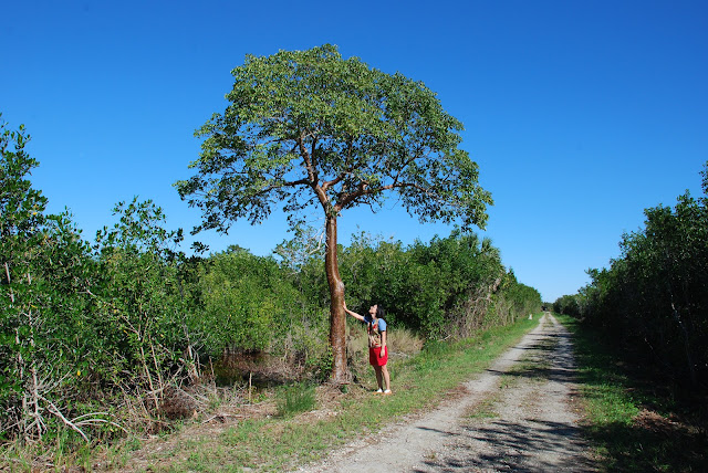 Everglades National Park's Ten Thousand Islands