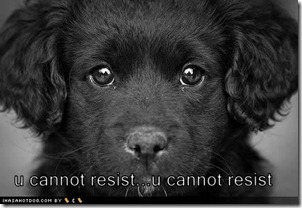 cute-puppy-pictures-cannot-resist
