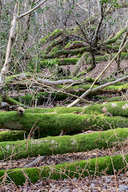 Fallen trees making it hard to climb up the hill.  Toy's Hill, 7 December 2013.