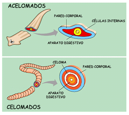 Resultado de imagen de celomado acelomado