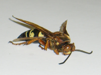 Female Cicada Killer Wasp. wasp, the Cicada Killer,