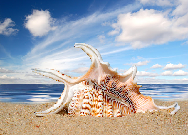 beach sand and shells