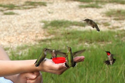 tame hummingbirds at woman's hand