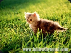 Animals Are Intelligent Cat Desktop67