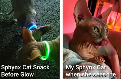/best-coconut-oil-for-sphynx-cats is rubbed on sphynx kitten