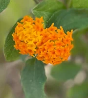 Flor de Cariaquito morado, su nombre científico es Lantana camara, está variedad es de color naranja