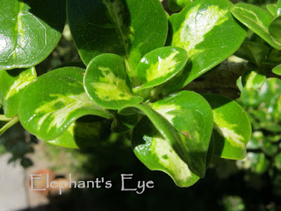 Coprosma Picturata leaves