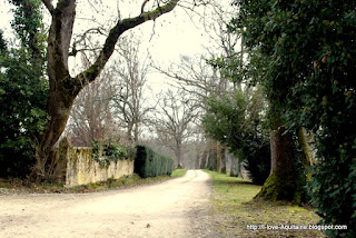 The oak alley leading up to Esperance