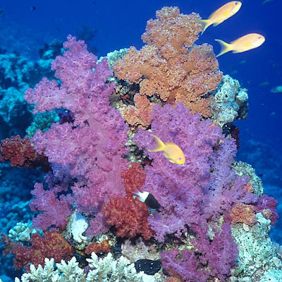 Nephtheid soft corals in the Red Sea
