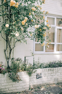 Rose images
