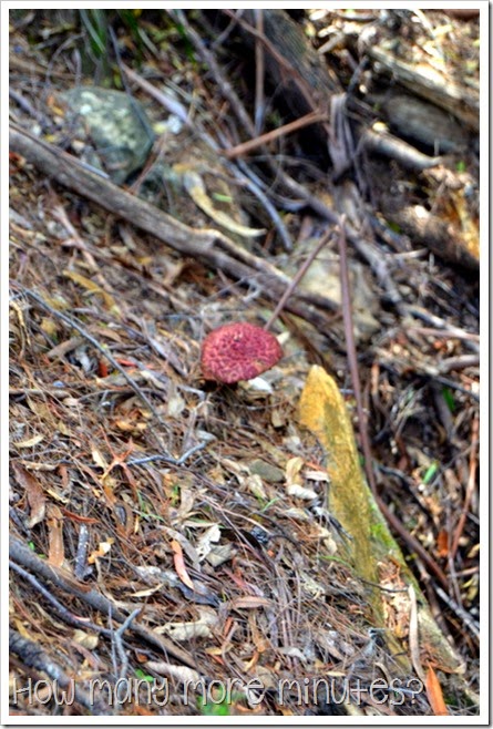 How Many More Minutes? ~ Douglas-Apsley National Park, Tasmania