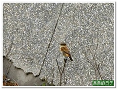 20111006_090430_002_YehLiu_1