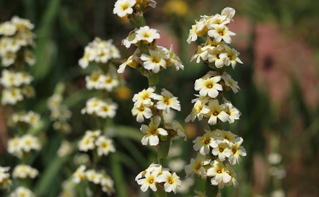 Sisyrinchium Striatum Flowers Pictures