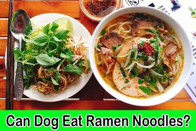 [2023] Can Dogs Eat Ramen Noodles | Are Ramen Noodles Bad For Dogs