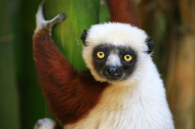 Assemelham-se aos macacos, no aspecto e nos hábitos, mas são dotados de focinho que lembra o da raposa, grandes olhos, pelo lanoso, muito macio, e cauda geralmente longa e peluda.