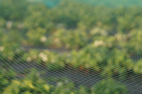 spring at the allotment