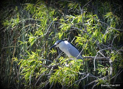Black-crested Night Heron
