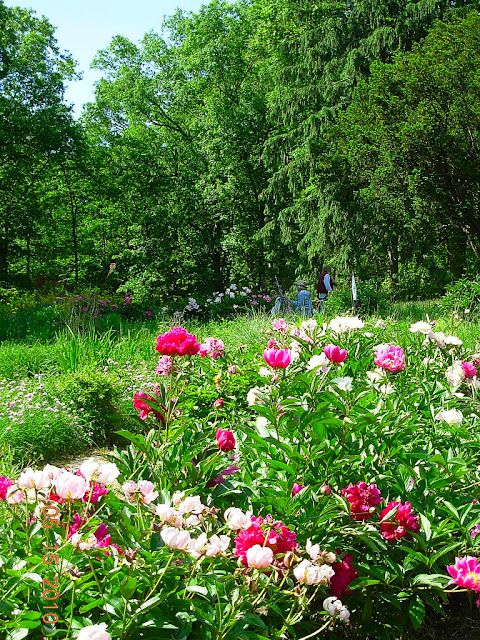 Selma's Garden