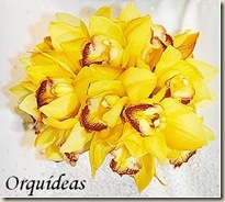 orquideas amarelas_JPG