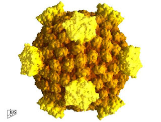 core reovirus - viralworld