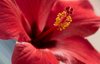 Hibiscus flower used to make hibiscus (zobo) tea