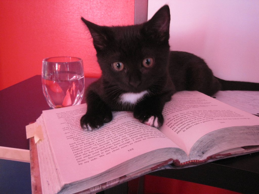 Черный котенок лежит на книге
