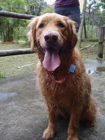 Pet's Adventure 3