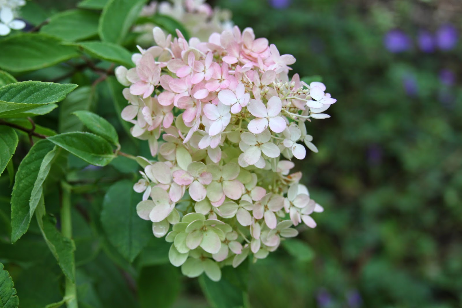 hydrangea paniculata hydrangeas are quite lovely this time of year
