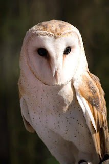 Gambar Burung Hantu