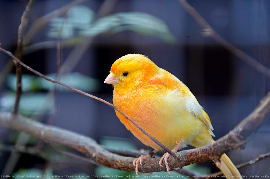 Perawatan Dan Stelan Burung Kenari Harian Racikan Kenari