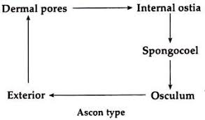 Ascon Type Of Canal System