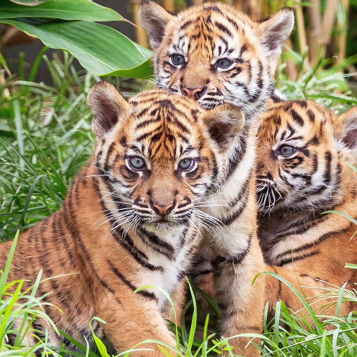 3 Tiger Cubs